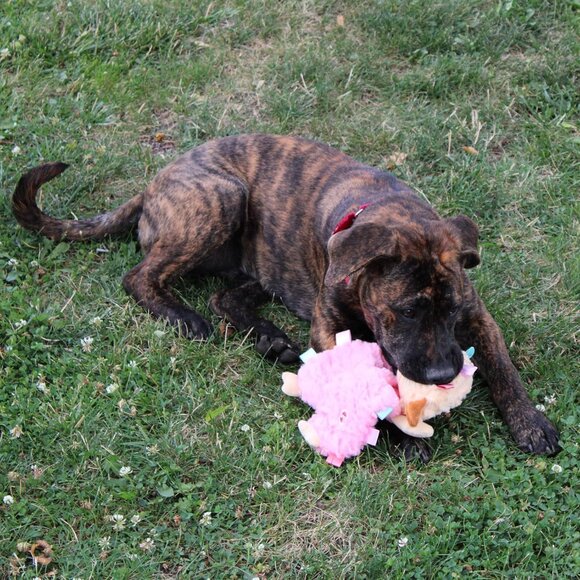 Soothers- Tabbie Lambie Dog Toy-Separation Anxiety Toys for Dogs, Stuffing Free, - Picture 5 of 9